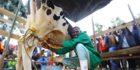 A farmer milking a cow during a Sawa Milking Jelly farmer activation.