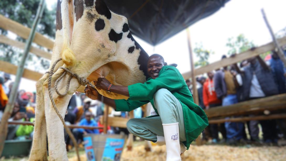 A farmer milking a cow during a Sawa Milking Jelly farmer activation.