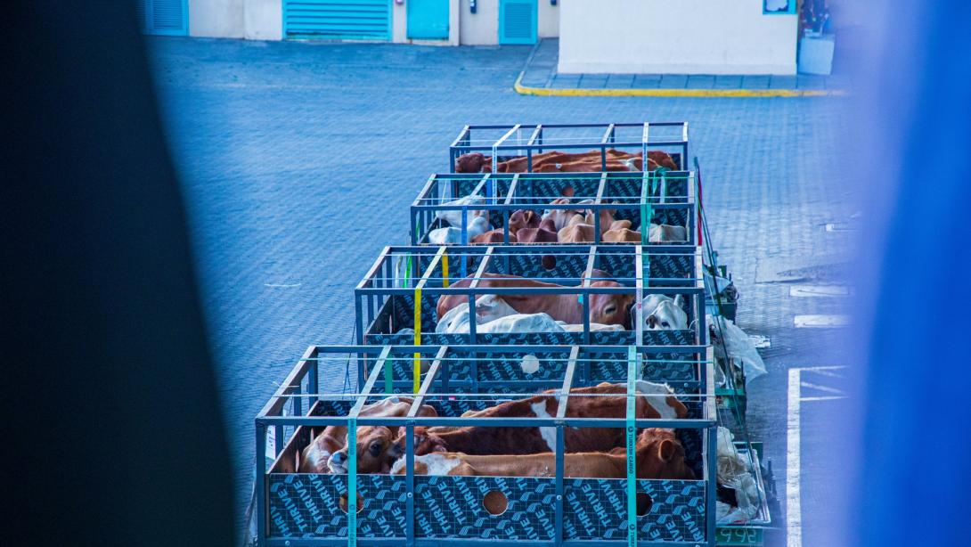 A cow is loaded onto a Kenya Airways Cargo aircraft at JKIA ahead of a charter flight to Lagos, Nigeria. The flight transported more than 50 cattle, marking KQ Cargo’s maiden live livestock shipment on the route as the airline expands its specialised cargo services.