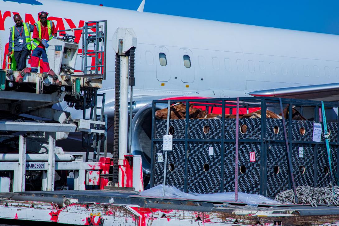 A cow is loaded onto a Kenya Airways Cargo aircraft at JKIA ahead of a charter flight to Lagos, Nigeria. The flight transported more than 50 cattle, marking KQ Cargo’s maiden live livestock shipment on the route as the airline expands its specialised cargo services.